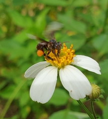 Homotrigona apicalis