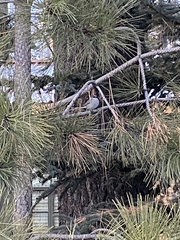 Junco hyemalis caniceps