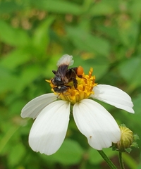 Homotrigona apicalis