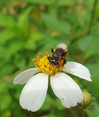 Homotrigona apicalis