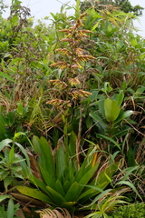 Guzmania plumieri