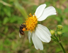 Homotrigona apicalis