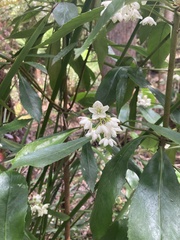 Anopterus glandulosus