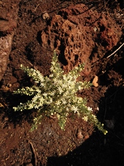 Asparagus suaveolens