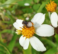 Homotrigona apicalis
