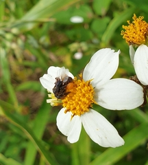 Homotrigona apicalis