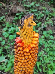 Amorphophallus