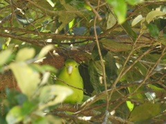 Forpus xanthopterygius