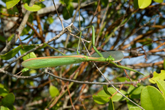 Coptopteryx argentina