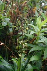 Lobelia digitalifolia