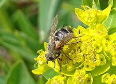 Tachina ursina