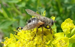 Tachina ursina