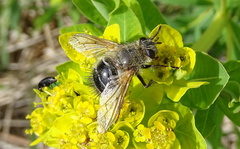 Tachina ursina