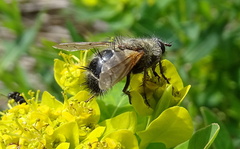 Tachina ursina