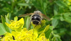 Tachina ursina