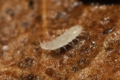 Pauropoda