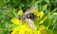 Tachina ursina