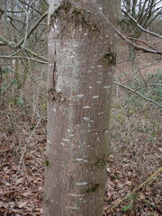 Lecidella