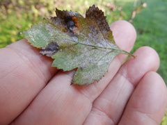 Crataegus viridis glabriuscula