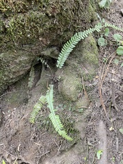 Asplenium monanthes