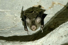 Hipposideros lylei