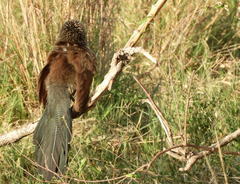 Centropus superciliosus