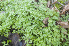 Anthriscus cerefolium