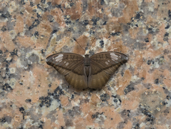 Tanaecia