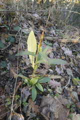 Digitalis grandiflora