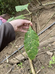 Brugmansia suaveolens