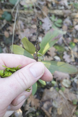 Digitalis grandiflora