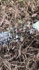 Parmotrema perforatum