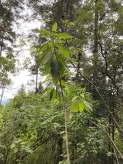 Brugmansia suaveolens