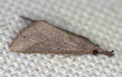 Rhynchina obliqualis