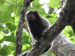 Callithrix penicillata