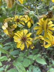 Rumfordia floribunda