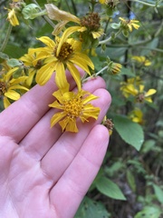 Rumfordia floribunda