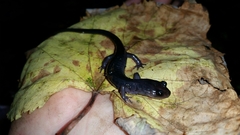 Plethodon montanus