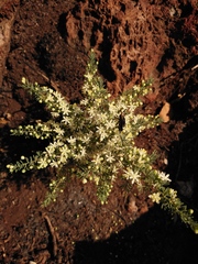 Asparagus suaveolens