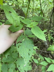 Rumfordia floribunda