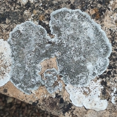 Lecanora campestris