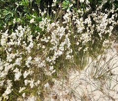 Androtrichum trigynum