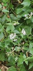 Chromolaena odorata