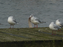 Chroicocephalus ridibundus