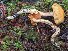 Cortinarius rubiginosus