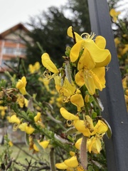 Cytisus scoparius
