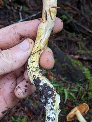 Cortinarius rubiginosus