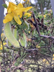 Cytisus scoparius