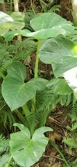 Xanthosoma robustum