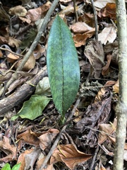 Eulophia maculata